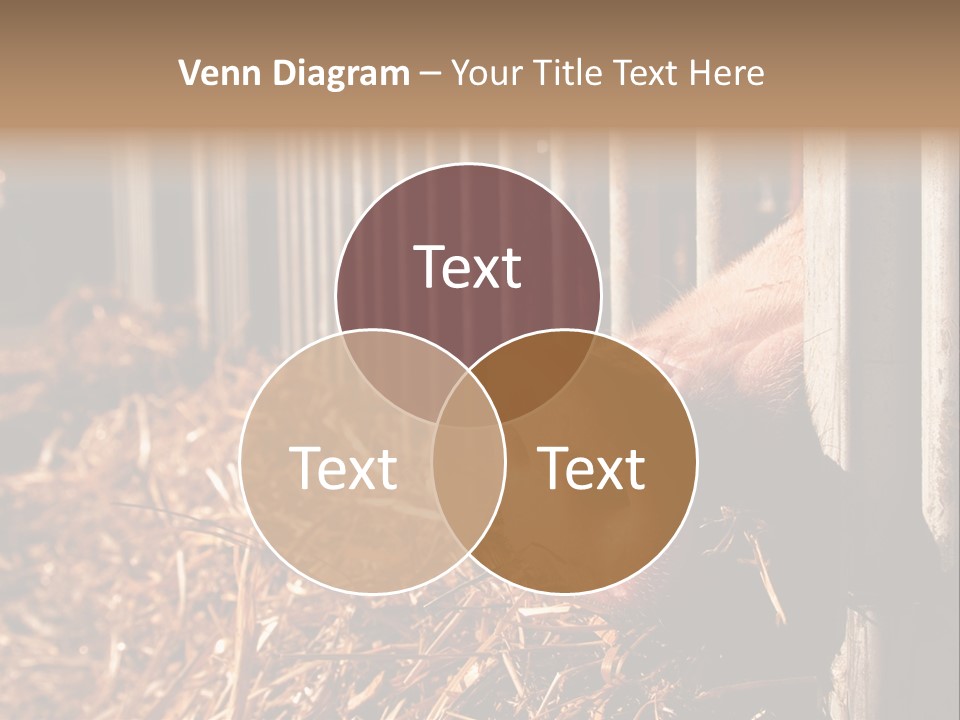 A Pig Sticking Its Head Through A Fence PowerPoint Template