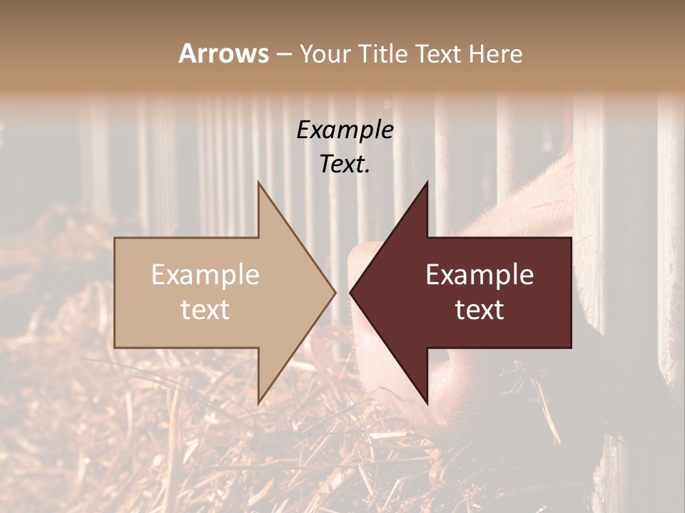 A Pig Sticking Its Head Through A Fence PowerPoint Template