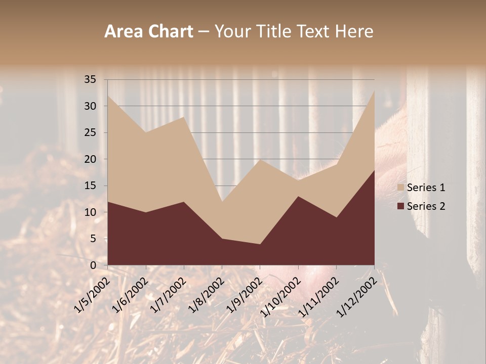 A Pig Sticking Its Head Through A Fence PowerPoint Template