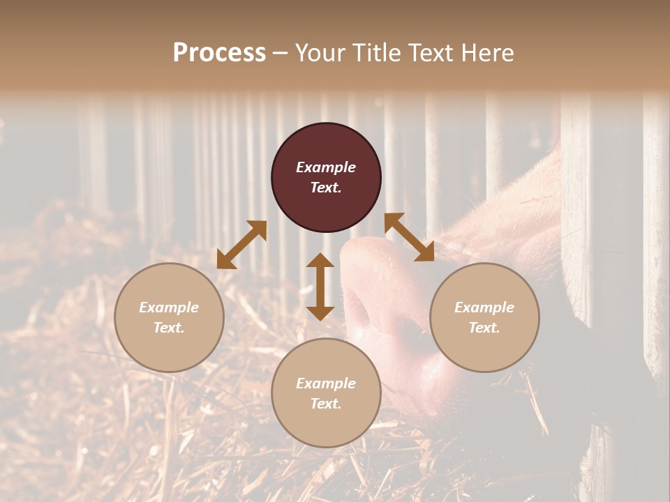 A Pig Sticking Its Head Through A Fence PowerPoint Template