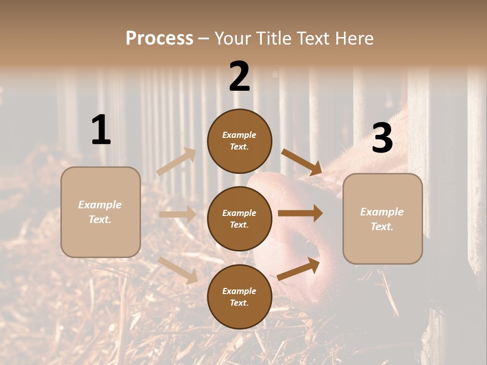A Pig Sticking Its Head Through A Fence PowerPoint Template