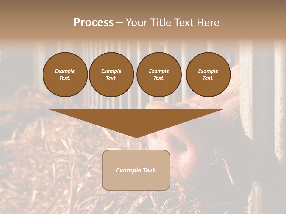 A Pig Sticking Its Head Through A Fence PowerPoint Template