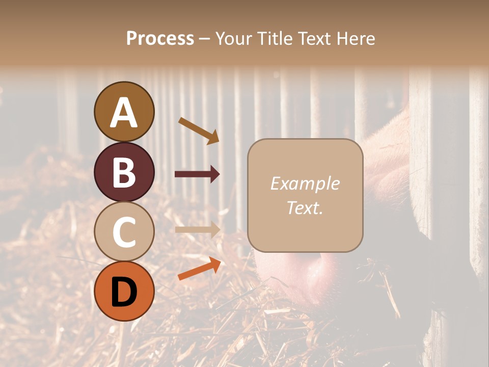 A Pig Sticking Its Head Through A Fence PowerPoint Template