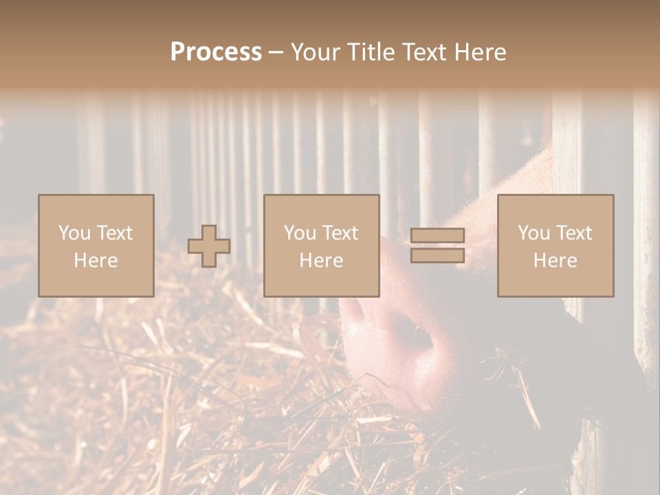 A Pig Sticking Its Head Through A Fence PowerPoint Template