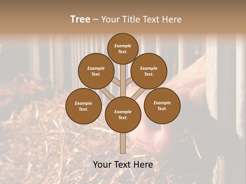 A Pig Sticking Its Head Through A Fence PowerPoint Template