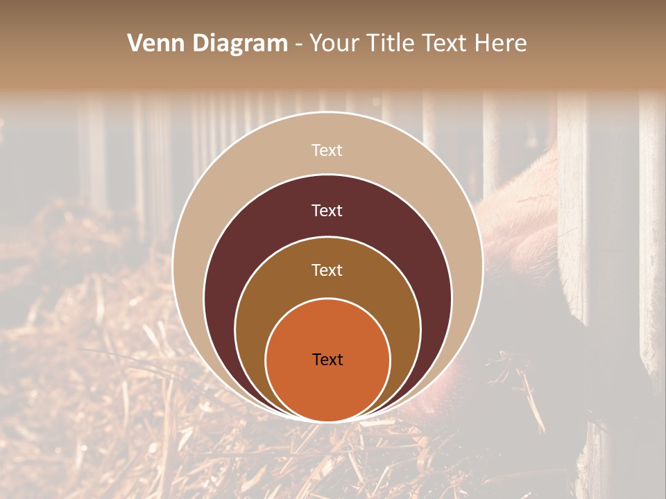 A Pig Sticking Its Head Through A Fence PowerPoint Template