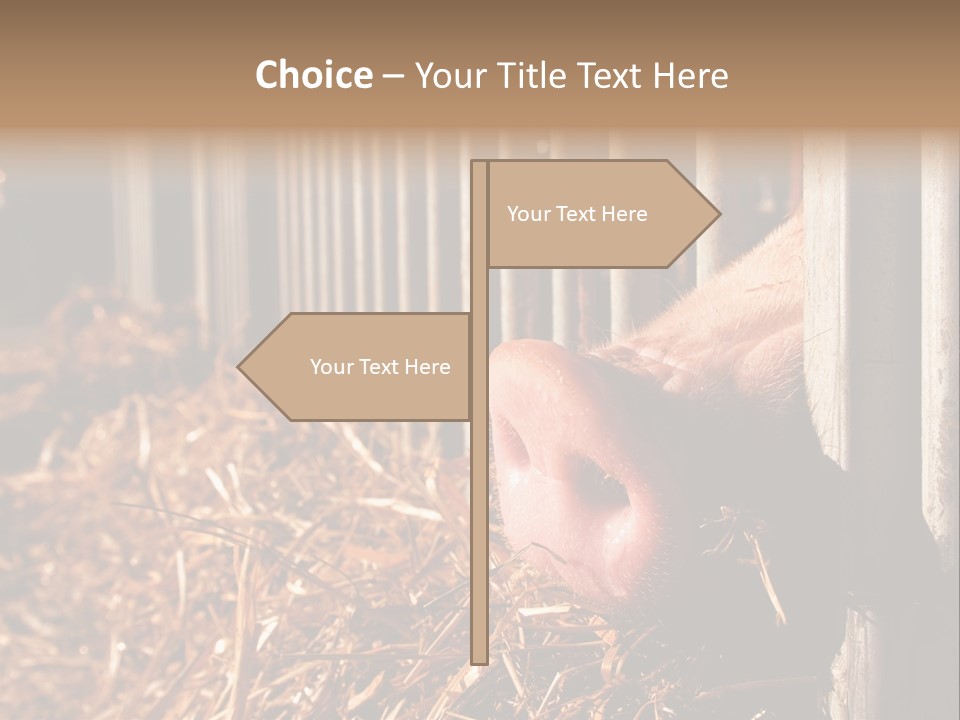 A Pig Sticking Its Head Through A Fence PowerPoint Template
