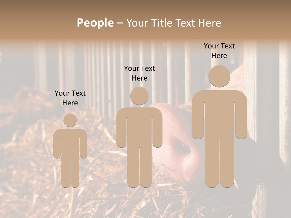 A Pig Sticking Its Head Through A Fence PowerPoint Template