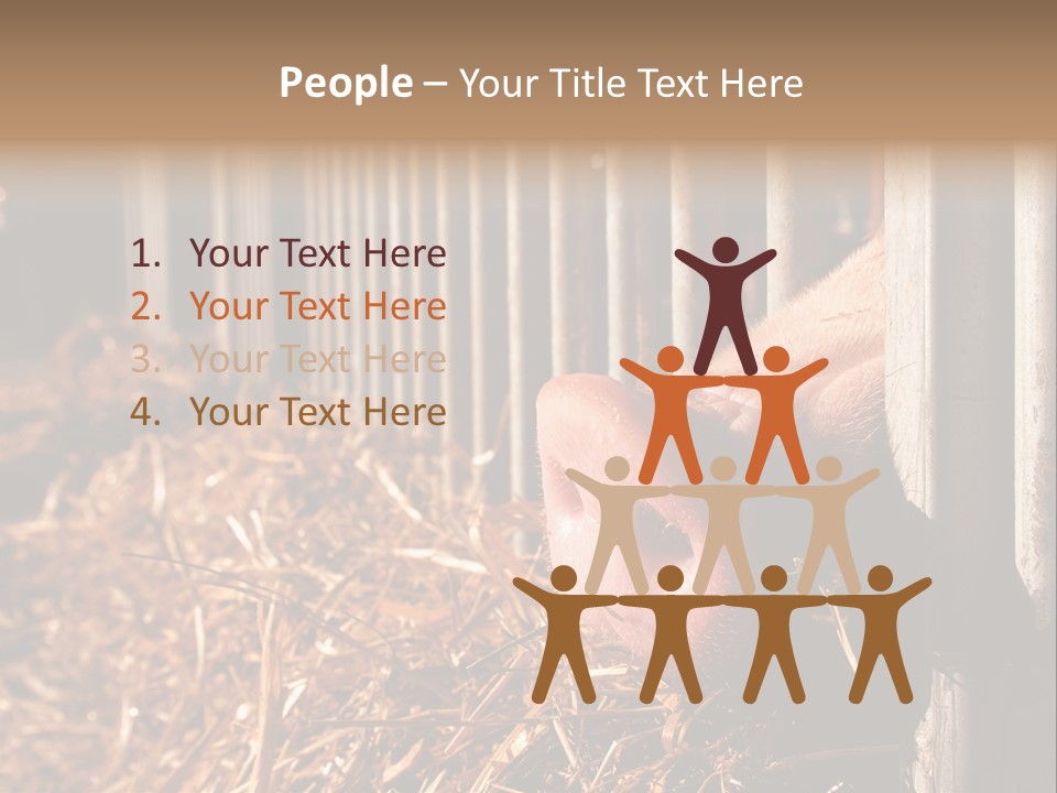 A Pig Sticking Its Head Through A Fence PowerPoint Template