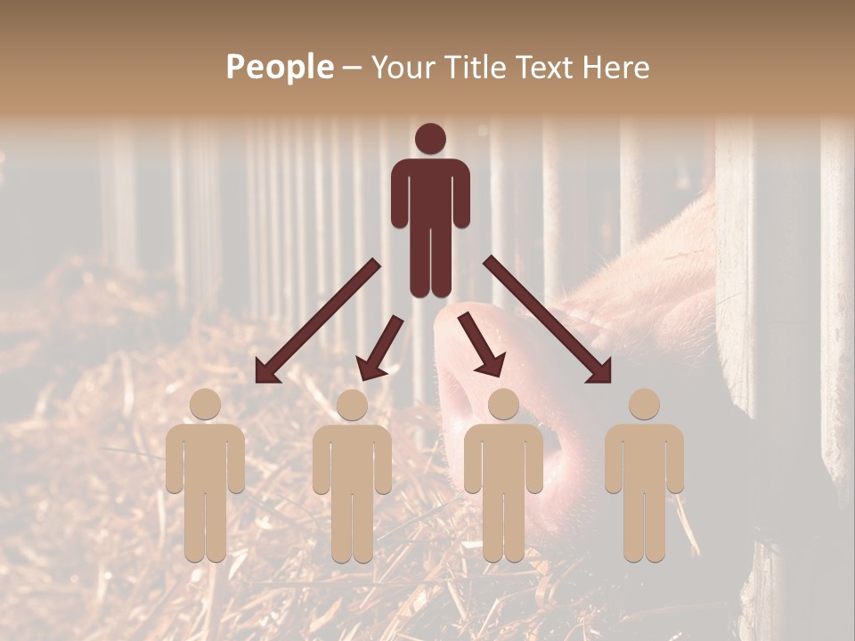 A Pig Sticking Its Head Through A Fence PowerPoint Template