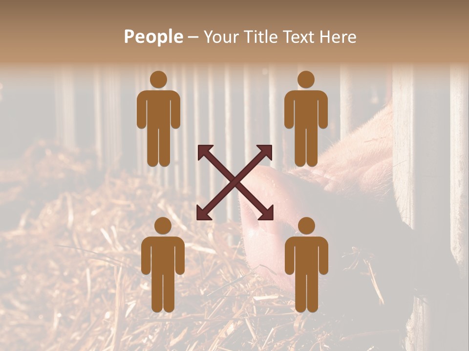 A Pig Sticking Its Head Through A Fence PowerPoint Template