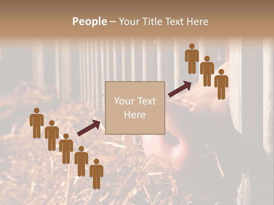 A Pig Sticking Its Head Through A Fence PowerPoint Template