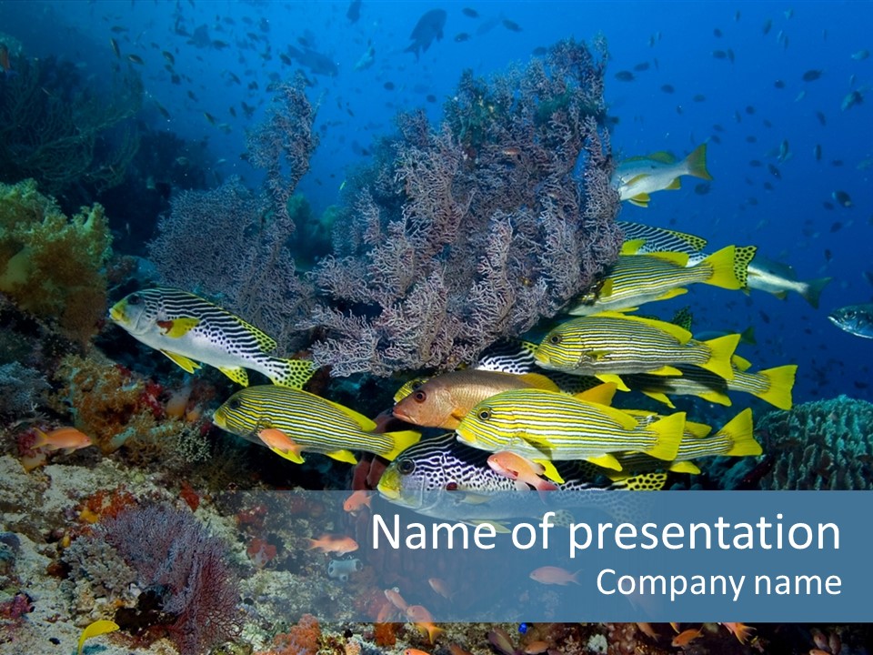A Group Of Yellow And Black Fish On A Coral Reef PowerPoint Template