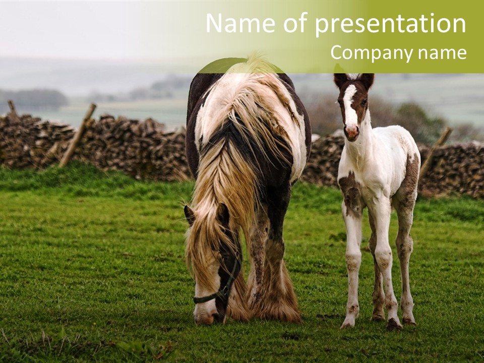 Horse And Foal PowerPoint Template