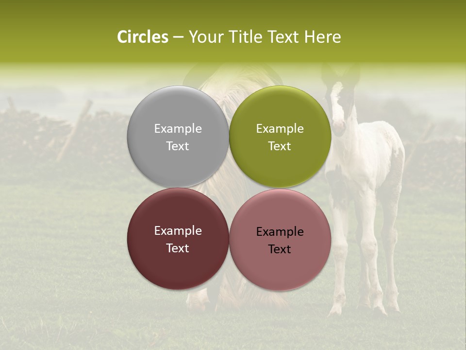 Horse And Foal PowerPoint Template