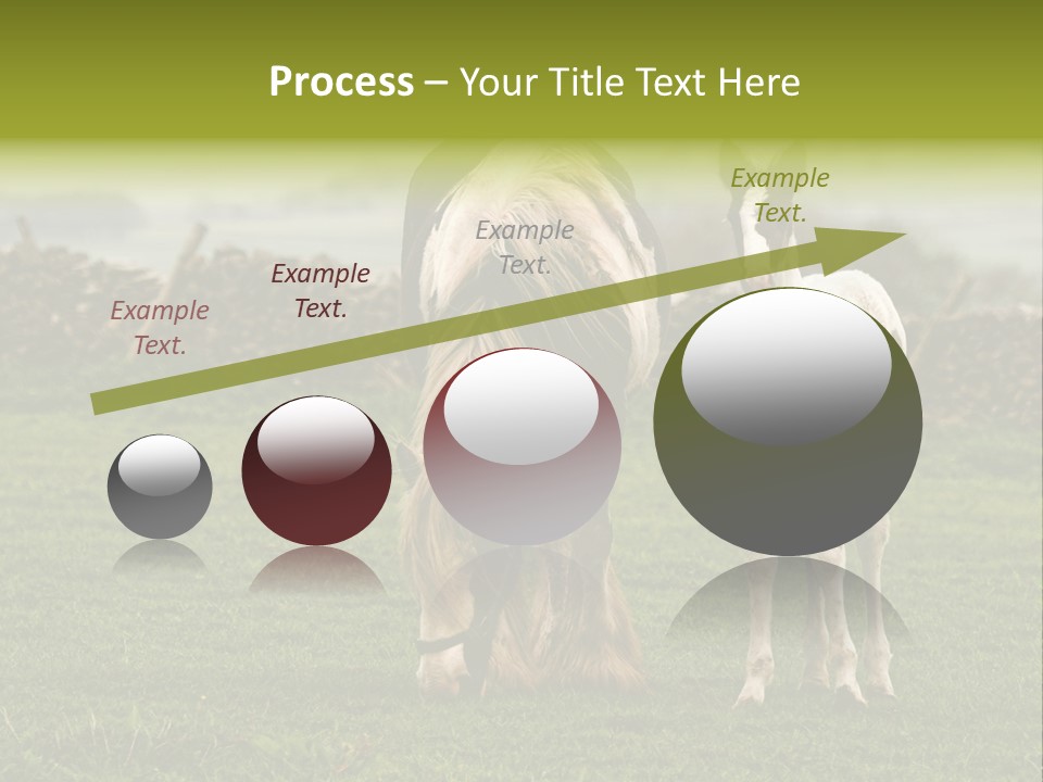 Horse And Foal PowerPoint Template