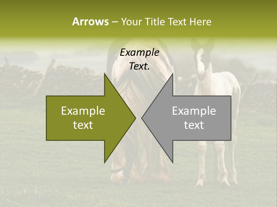 Horse And Foal PowerPoint Template