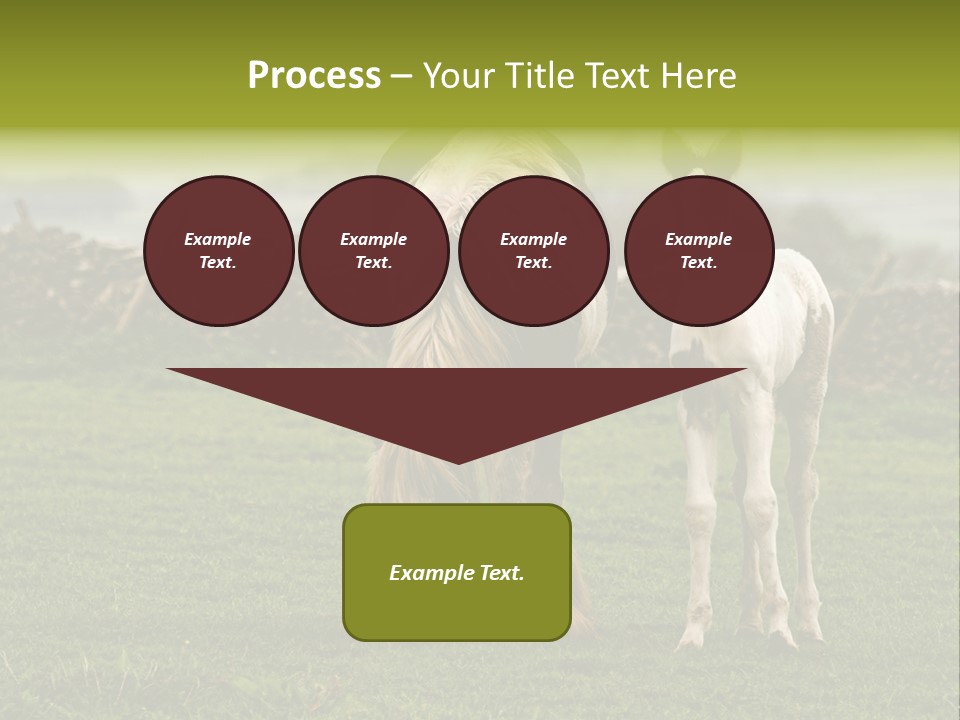 Horse And Foal PowerPoint Template