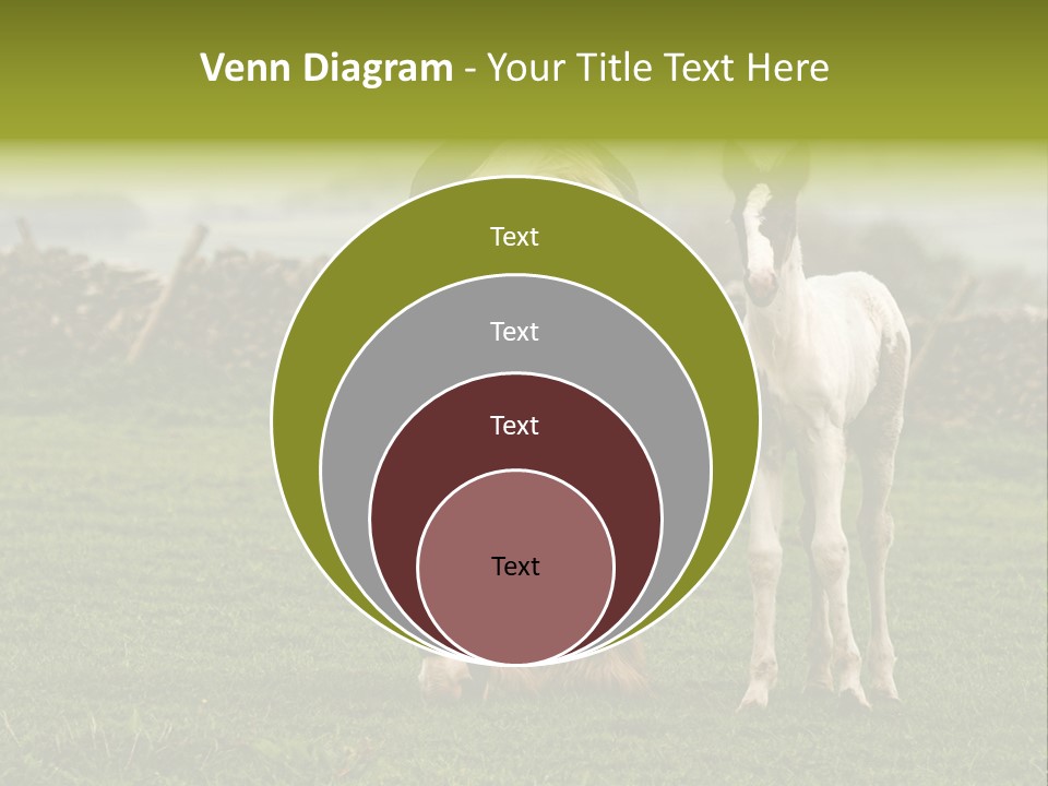Horse And Foal PowerPoint Template