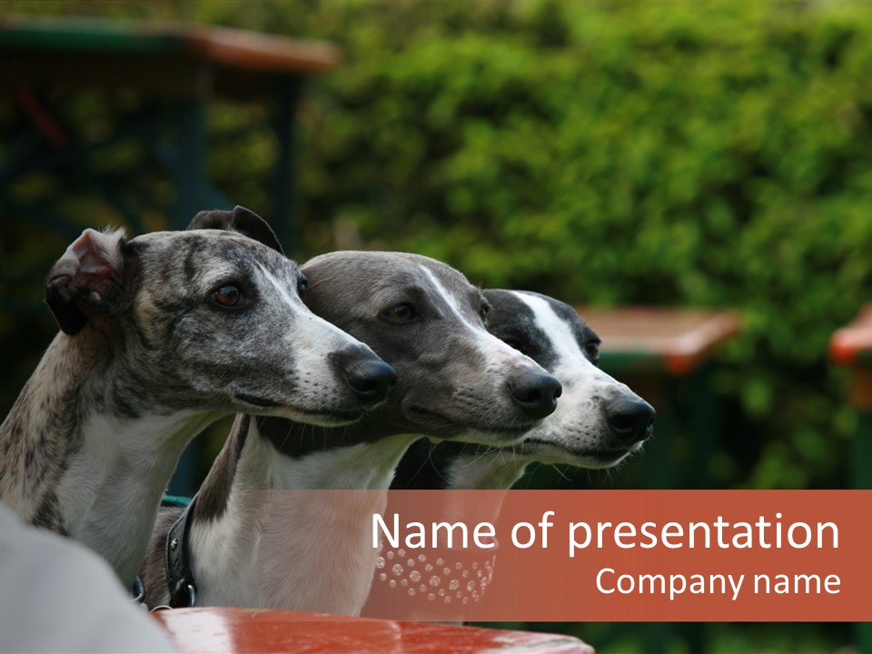 Three Whippets PowerPoint Template