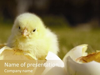 A Small Chicken Sitting Inside Of An Open Egg Shell PowerPoint Template