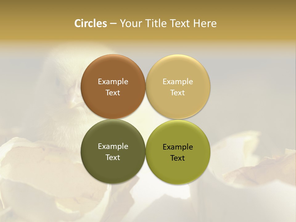 A Small Chicken Sitting Inside Of An Open Egg Shell PowerPoint Template