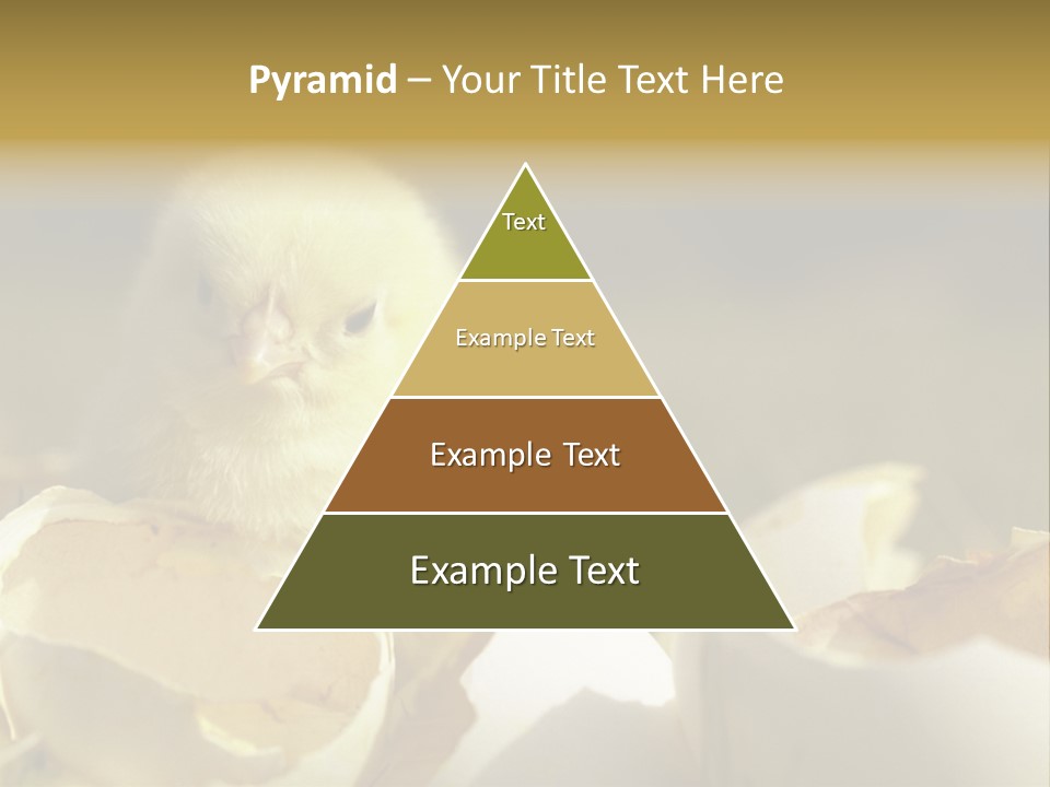 A Small Chicken Sitting Inside Of An Open Egg Shell PowerPoint Template