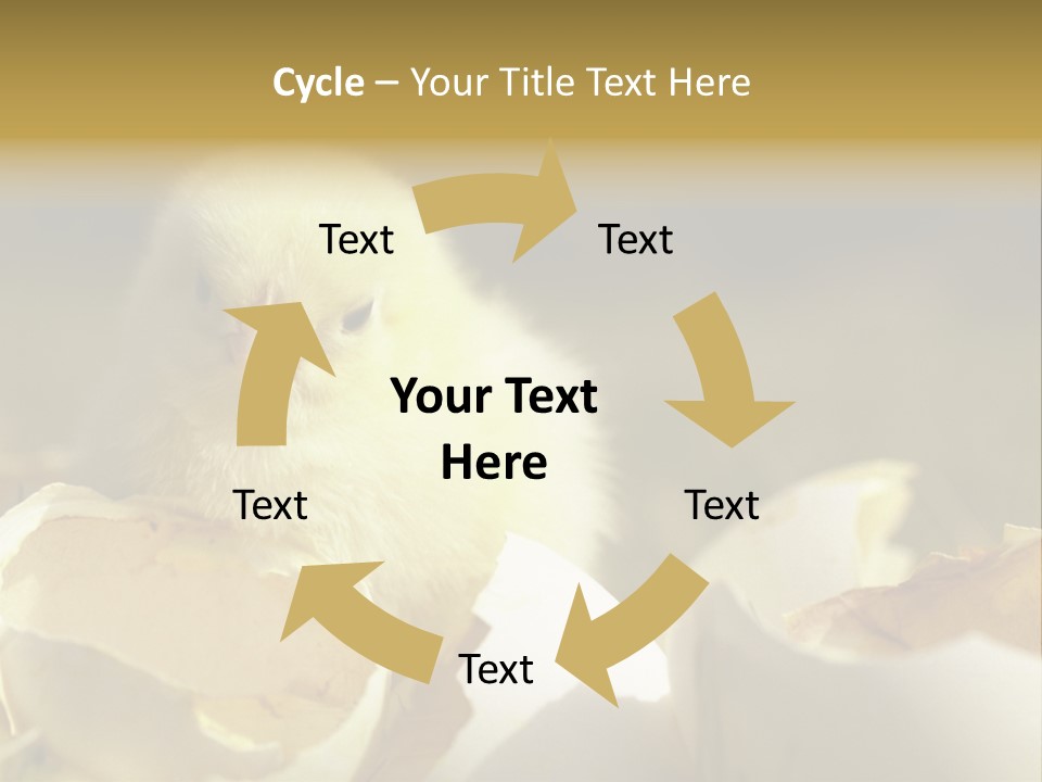 A Small Chicken Sitting Inside Of An Open Egg Shell PowerPoint Template
