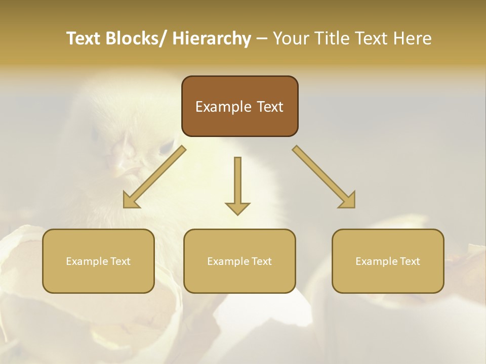 A Small Chicken Sitting Inside Of An Open Egg Shell PowerPoint Template