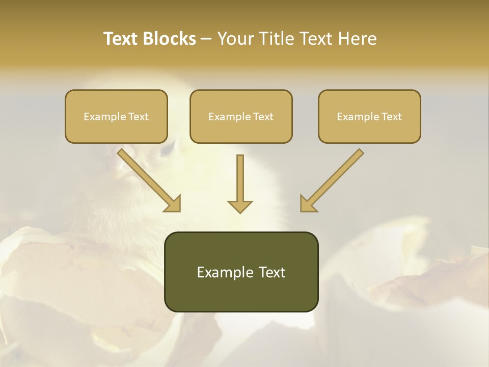 A Small Chicken Sitting Inside Of An Open Egg Shell PowerPoint Template
