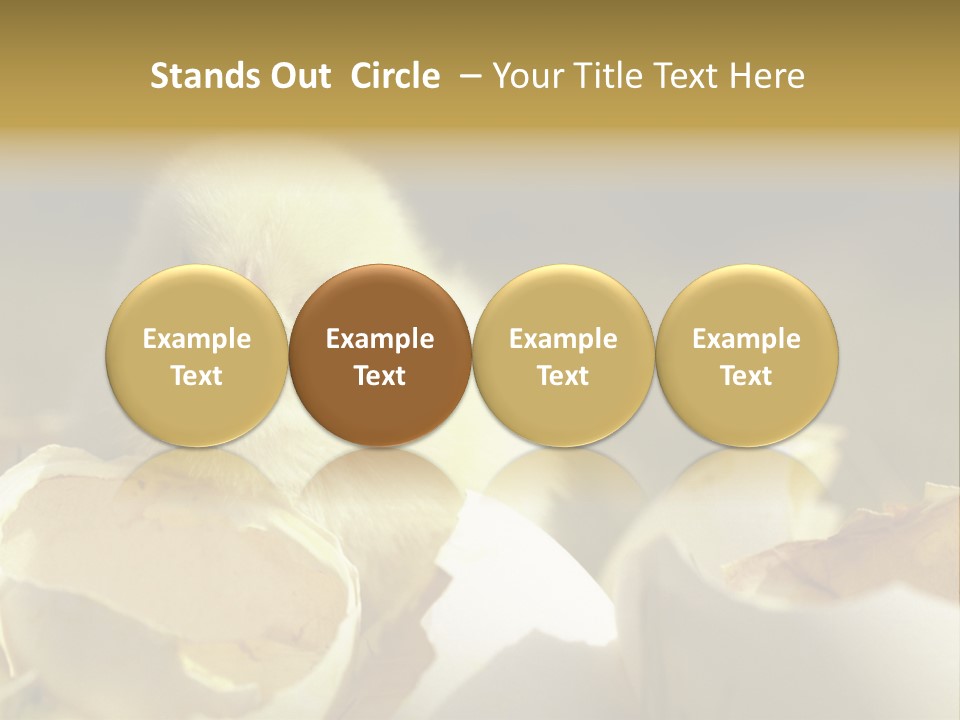 A Small Chicken Sitting Inside Of An Open Egg Shell PowerPoint Template