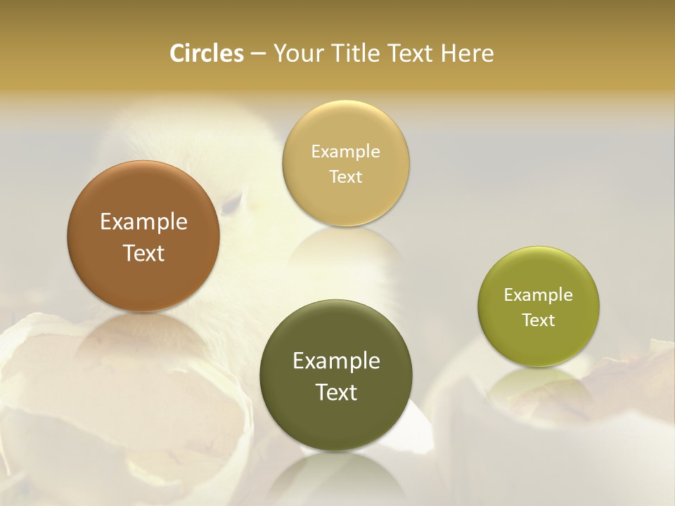 A Small Chicken Sitting Inside Of An Open Egg Shell PowerPoint Template