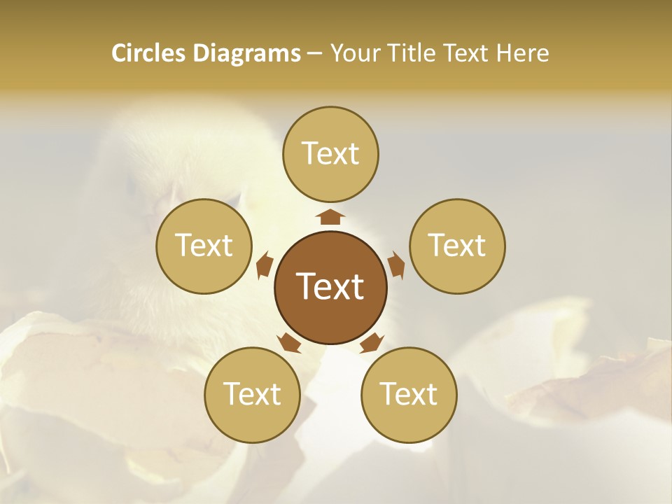 A Small Chicken Sitting Inside Of An Open Egg Shell PowerPoint Template