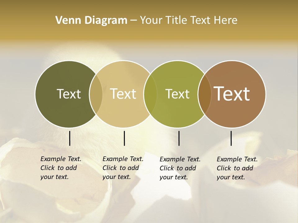 A Small Chicken Sitting Inside Of An Open Egg Shell PowerPoint Template