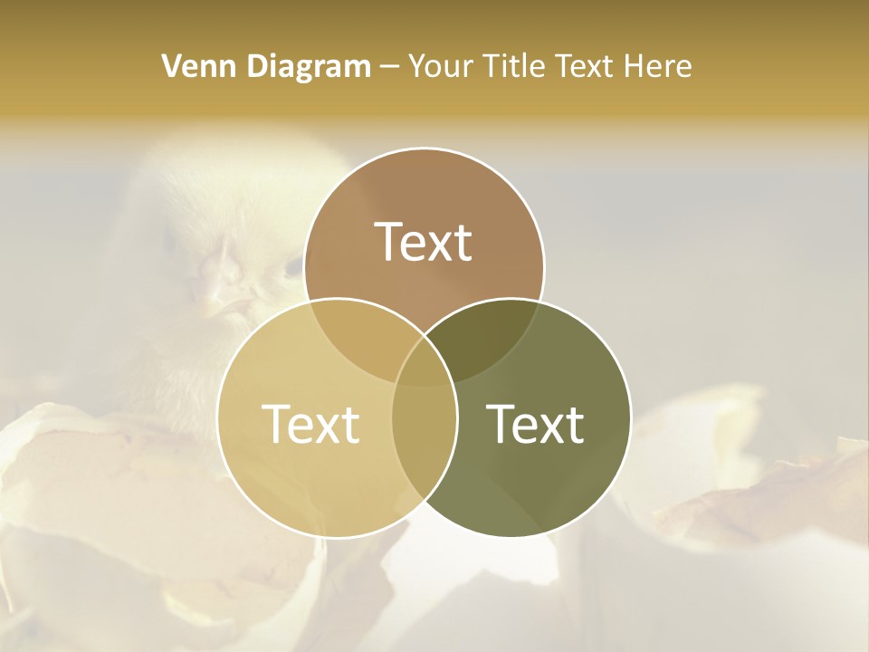 A Small Chicken Sitting Inside Of An Open Egg Shell PowerPoint Template