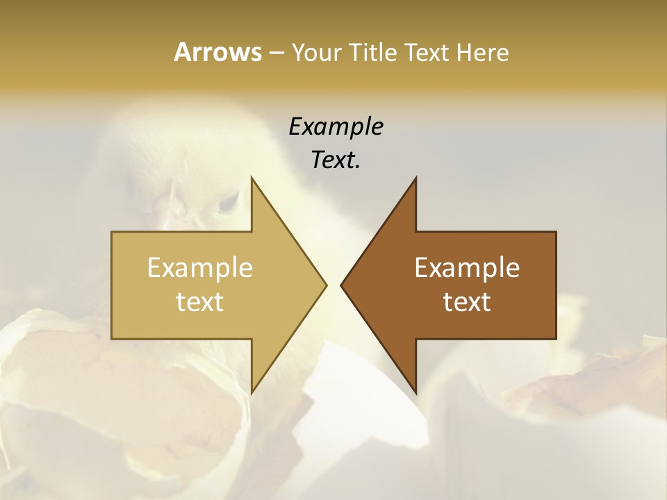 A Small Chicken Sitting Inside Of An Open Egg Shell PowerPoint Template