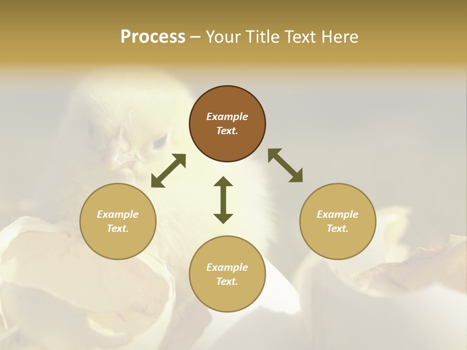 A Small Chicken Sitting Inside Of An Open Egg Shell PowerPoint Template