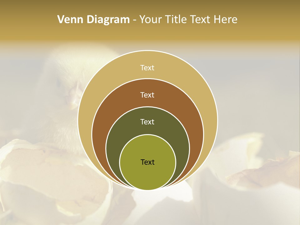 A Small Chicken Sitting Inside Of An Open Egg Shell PowerPoint Template
