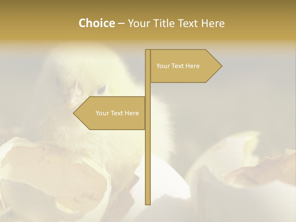 A Small Chicken Sitting Inside Of An Open Egg Shell PowerPoint Template