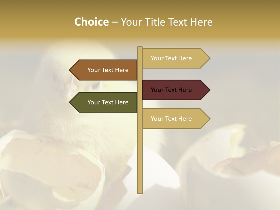 A Small Chicken Sitting Inside Of An Open Egg Shell PowerPoint Template