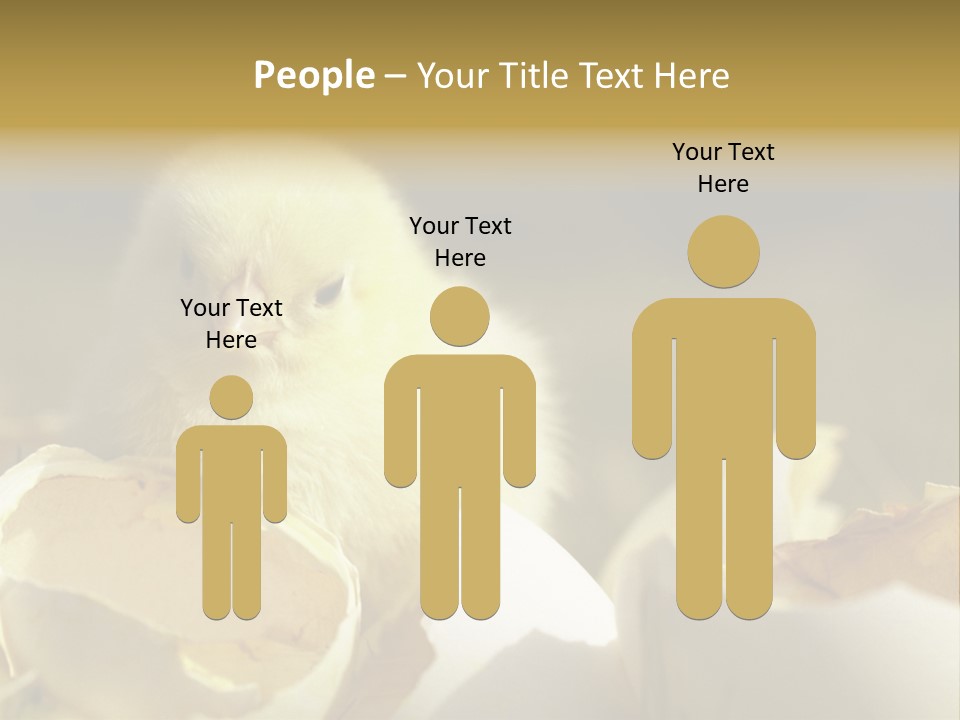 A Small Chicken Sitting Inside Of An Open Egg Shell PowerPoint Template