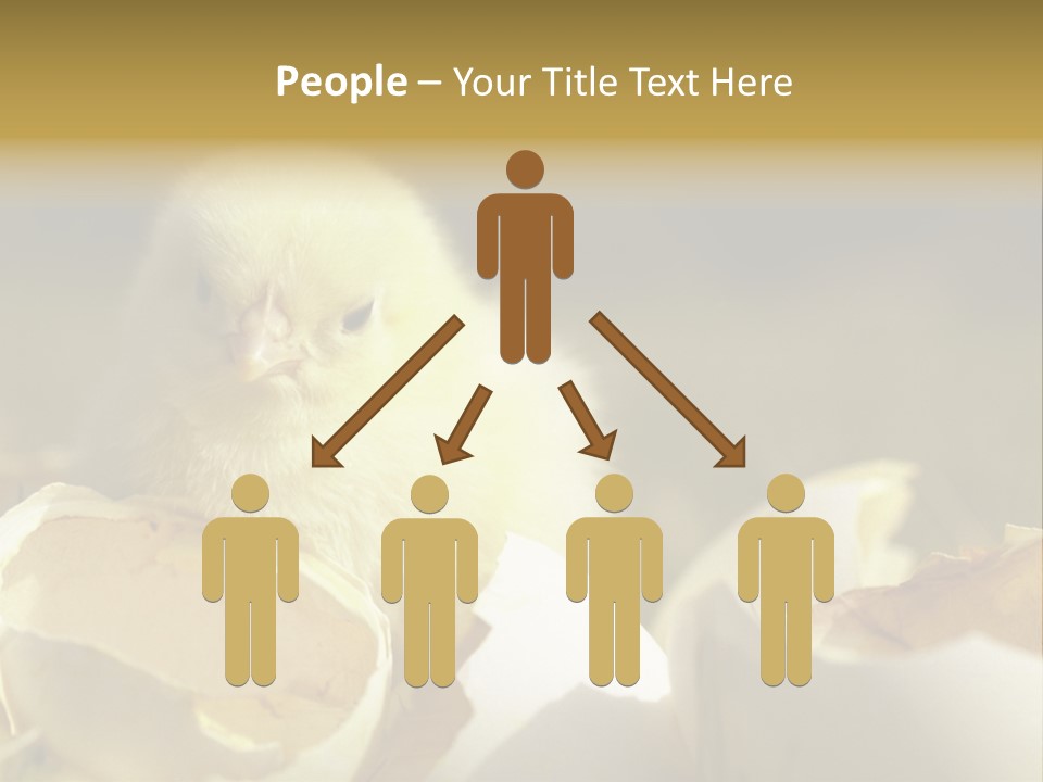 A Small Chicken Sitting Inside Of An Open Egg Shell PowerPoint Template