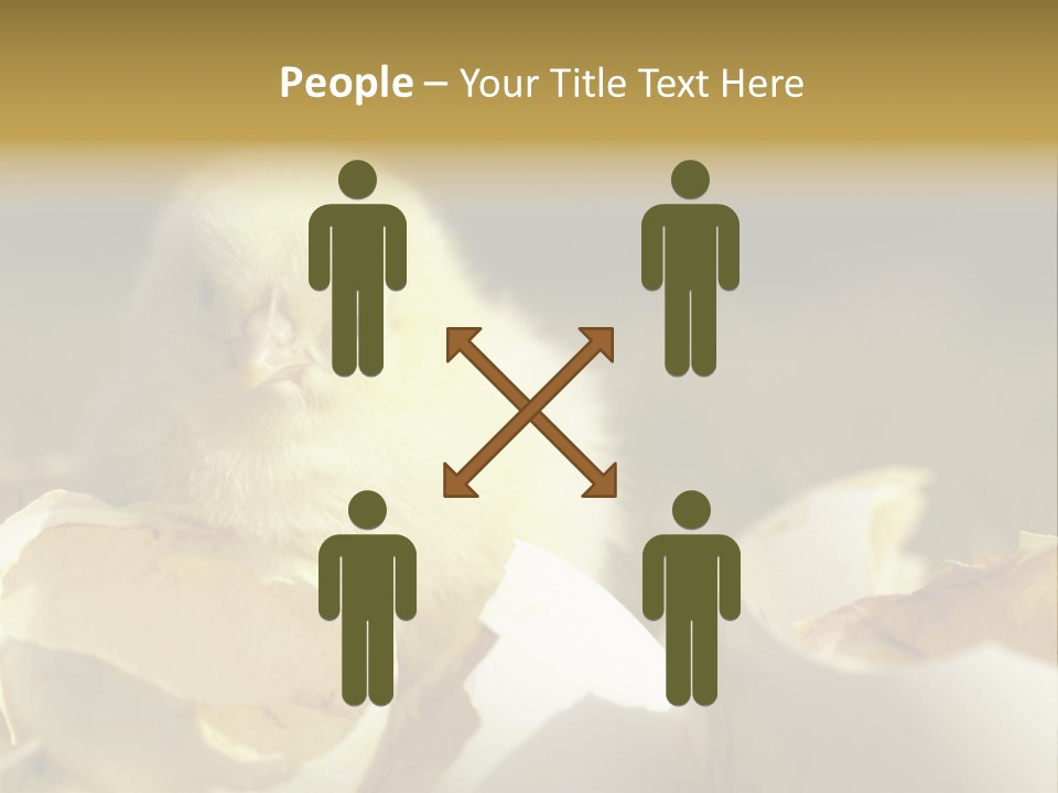 A Small Chicken Sitting Inside Of An Open Egg Shell PowerPoint Template