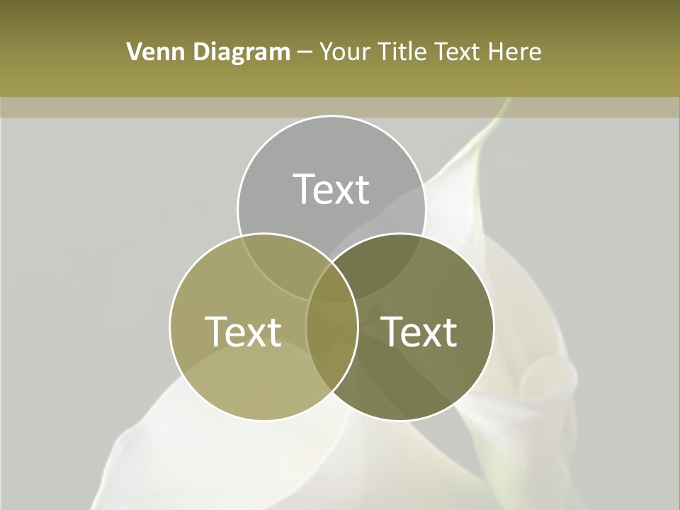 Calla Lillies PowerPoint Template