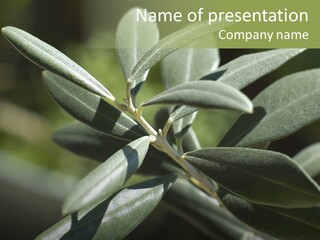 A Close Up Of A Plant With Green Leaves PowerPoint Template