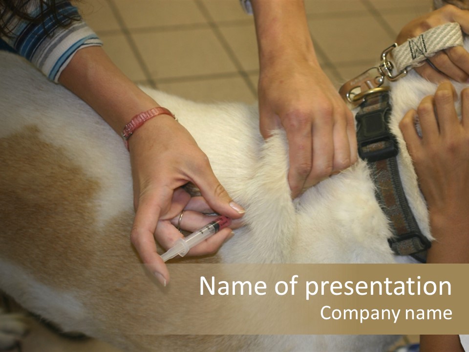 Dog Getting His Immunization Shot PowerPoint Template