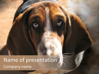 Dog PowerPoint Template