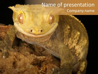 Crested Gecko PowerPoint Template