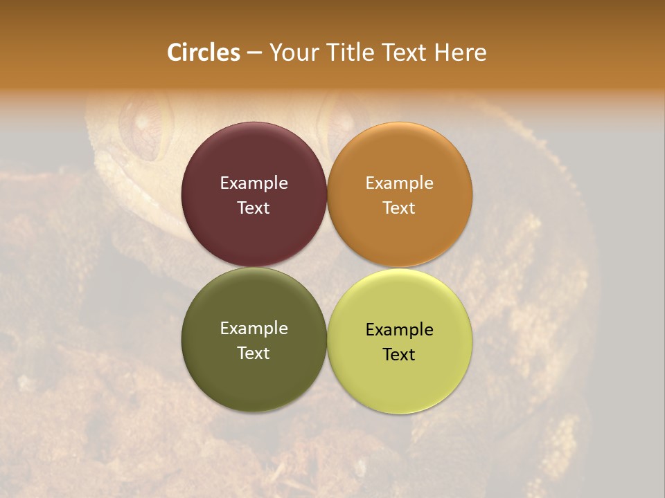 Crested Gecko PowerPoint Template