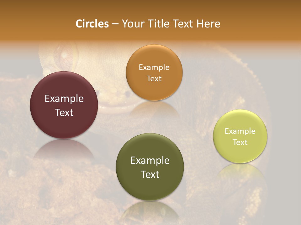 Crested Gecko PowerPoint Template
